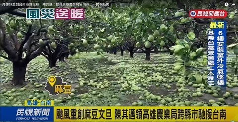 高雄市政府前往支援台南麻豆文旦產地清理果園